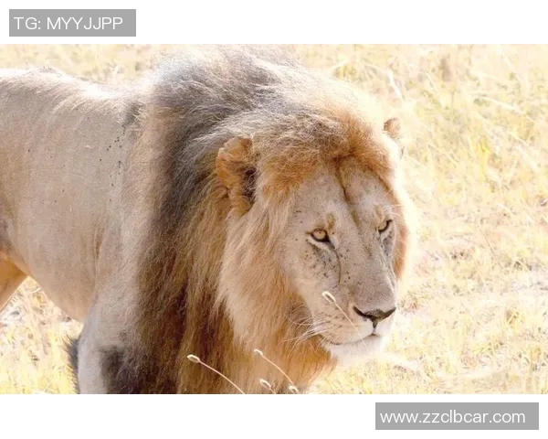 非洲雄狮的荣耀见证喀麦隆历史足球巨星与辉煌时刻